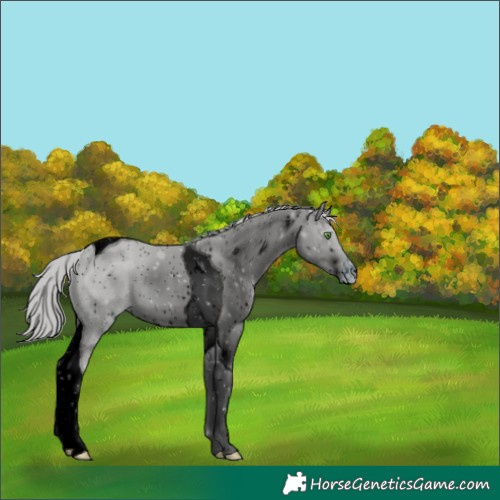 Horse Color:ERROR: UNKNOWN ANOMALY