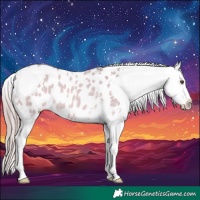 Horse Color:Watercolor White Spotted Buckskin Dun Appaloosa