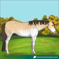 Horse Color:White Spotted Buckskin Dun 