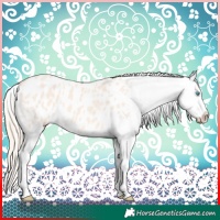 Horse Color:Perlino Appaloosa
