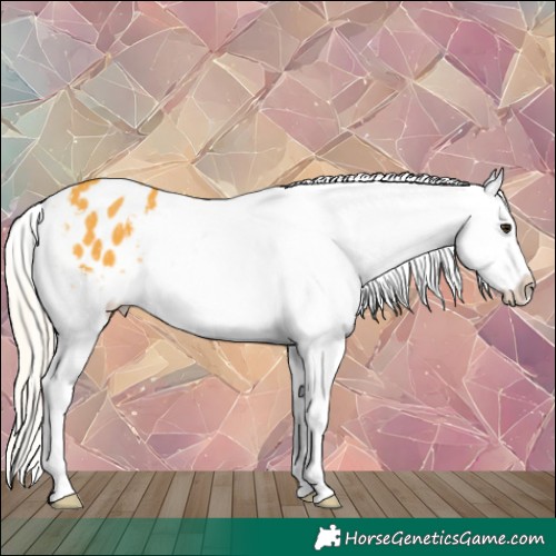 Horse Color:Silver Buckskin Appaloosa 