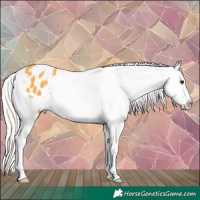 Horse Color:Silver Buckskin Appaloosa