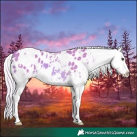 Horse Color:Watercolor White Spotted Palomino Appaloosa