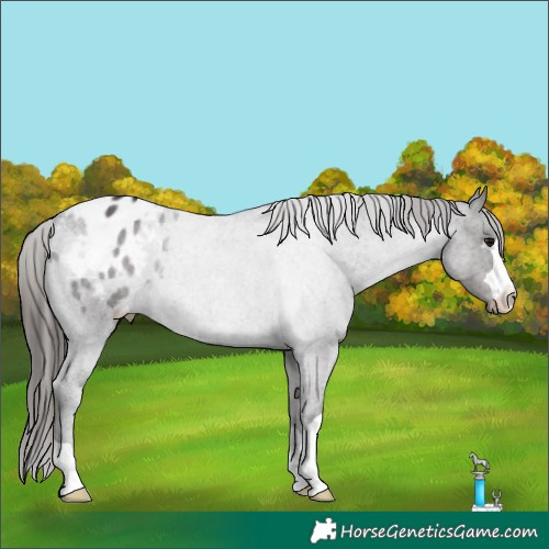 Horse Color:Smoky Black Appaloosa 