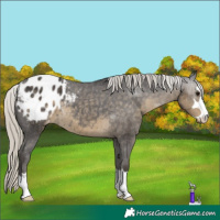Horse Color:Silver Smoky Black Appaloosa 