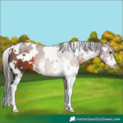 Horse Color:White Spotted Bay Sabino 