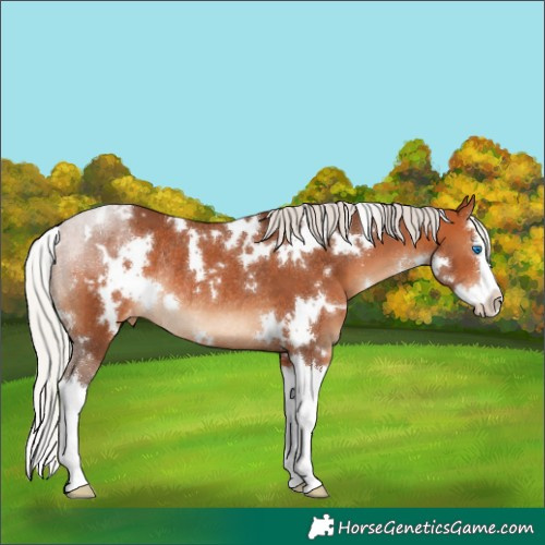 Horse Color:White Spotted Silver Bay Splash Appaloosa Rabicano