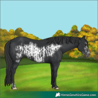 Horse Color:Black  and Black Frame 