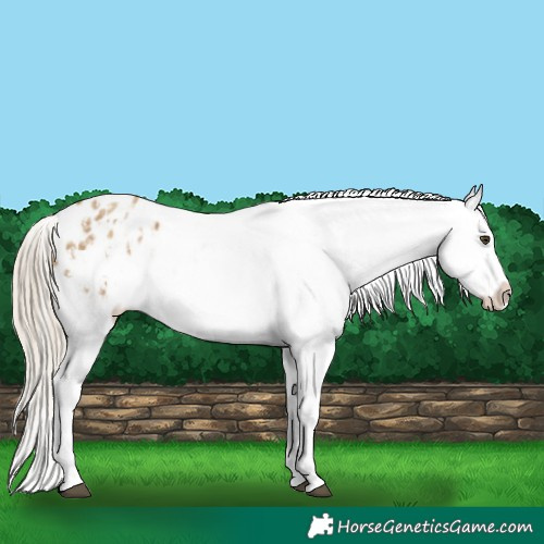 Horse Color:Chocolate Palomino Dun Appaloosa  and Chocolate Palomino Dun Splash Appaloosa 