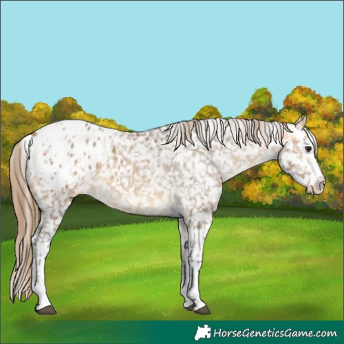 Horse Color:Buckskin Dun Appaloosa  and Buckskin Dun Splash Appaloosa 