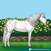 Horse Color:Chocolate Palomino Dun Snowflake Varnish  and Chocolate Palomino Dun Snowflake Varnish Rabicano 