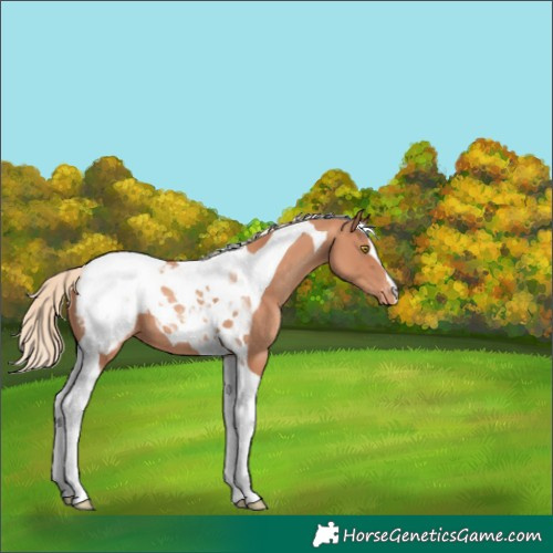 Horse Color:Gold Champagne Tobiano Appaloosa 