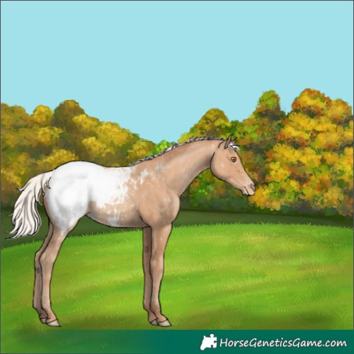Horse Color:Silver Classic Champagne Appaloosa