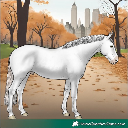 Horse Color:Gold Champagne Dun Tobiano Appaloosa 