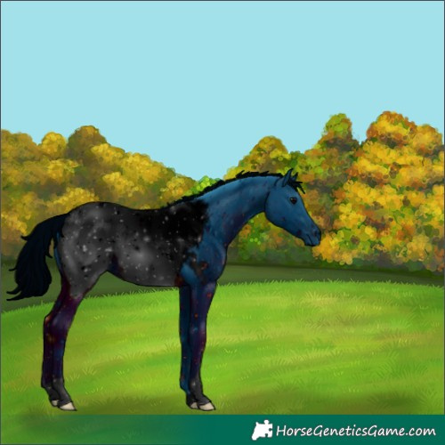 Horse Color:ERROR: UNKNOWN ANOMALY