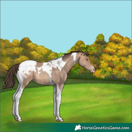 Horse Color:Amber Champagne Tobiano Appaloosa