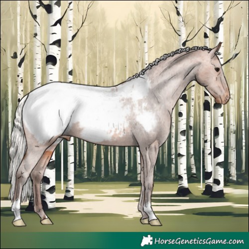 Horse Color:Silver Bay Appaloosa 