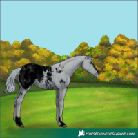 Horse Color:ERROR: UNKNOWN ANOMALY