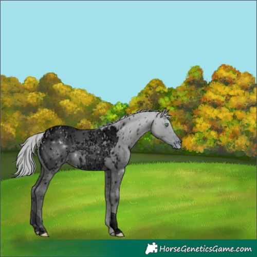 Horse Color:ERROR: UNKNOWN ANOMALY