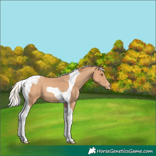 Horse Color:Silver Classic Champagne Tobiano Appaloosa 