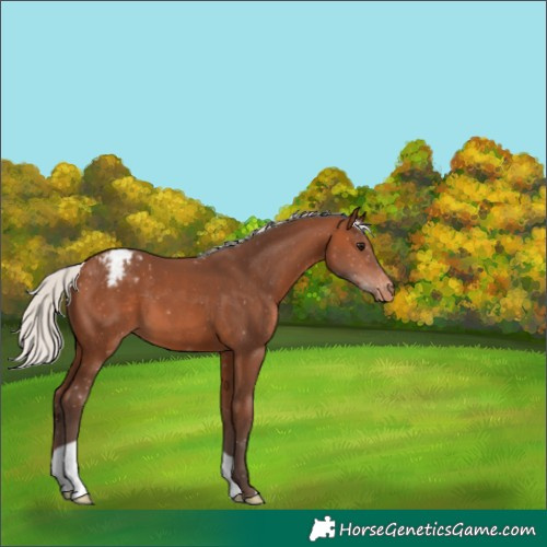 Horse Color:Silver Brown Appaloosa