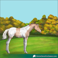 Horse Color:Silver Amber Champagne Tobiano Snowcap 