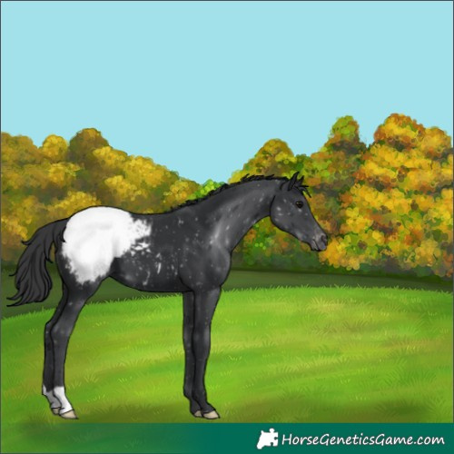 Horse Color:Black Appaloosa