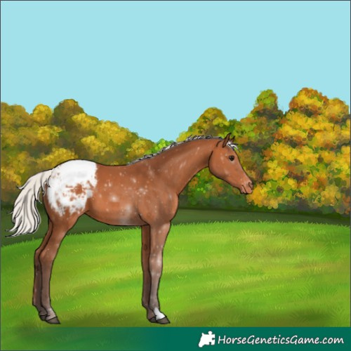 Horse Color:Silver Bay Appaloosa 