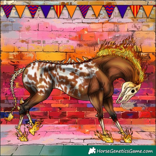 Horse Color:Bay Appaloosa 