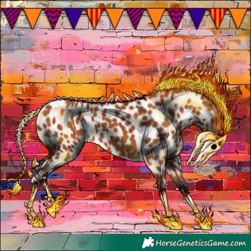 Horse Color:Bay Appaloosa 