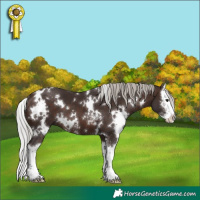Horse Color:White Spotted Silver Brown Sabino Splash 