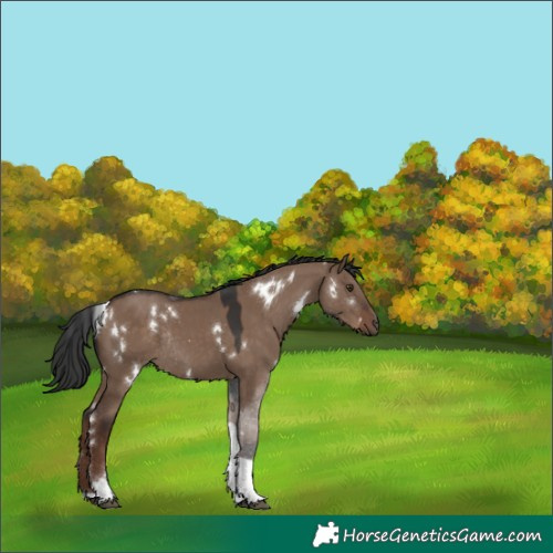 Horse Color:White Spotted Liver Red Dun Tobiano Rabicano 