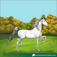 Horse Color:White Spotted Brown Dun Sabino Splash Appaloosa 