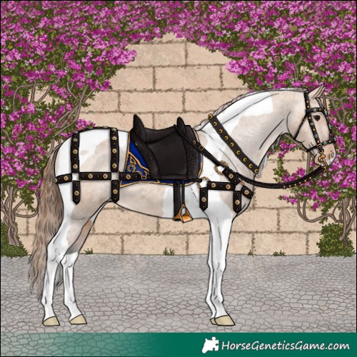 Horse Color:Bay Dun Tobiano Appaloosa 