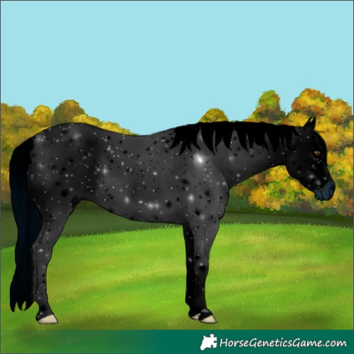 Horse Color:ERROR: UNKNOWN ANOMALY