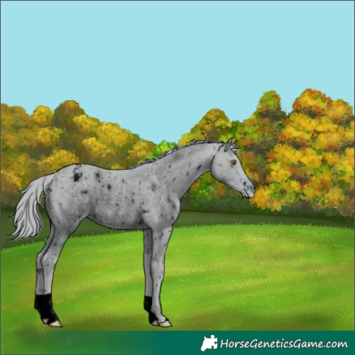 Horse Color:ERROR: UNKNOWN ANOMALY