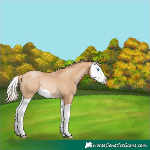 Horse Color:Chestnut Pearl Splash Appaloosa Rabicano 