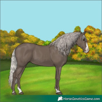 Horse Color:Silver Black Splash
