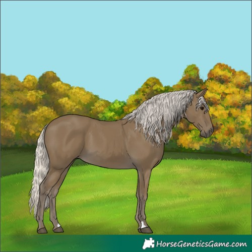 Horse Color:Silver Smoky Black 