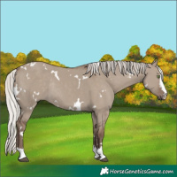 Horse Color:White Spotted Silver Grullo Rabicano 