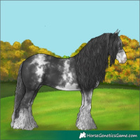 Horse Color:White Spotted Black