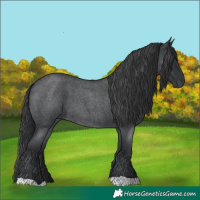 Horse Color:Blue Roan 