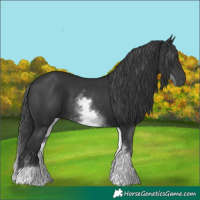 Horse Color:White Spotted Black