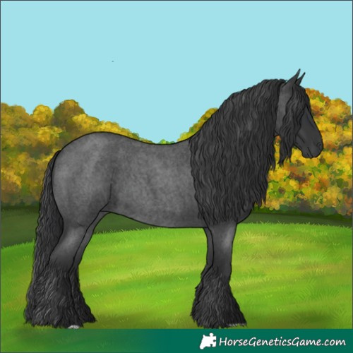 Horse Color:Blue Roan 