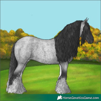 Horse Color:White Spotted Blue Roan 