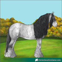 Horse Color:White Spotted Blue Roan 