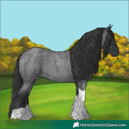 Horse Color:Blue Roan Tobiano 