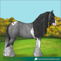 Horse Color:Blue Roan Splash Tobiano 