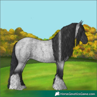 Horse Color:Blue Roan Tobiano 