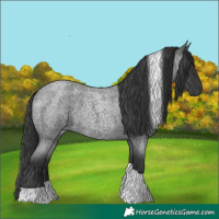 Horse Color:Blue Roan Tobiano 